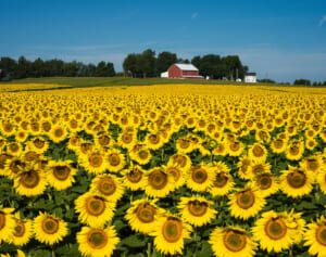 金婚式のプレゼントは東京ドーム7個分のヒマワリ畑　桁外れの夫婦愛が話題に