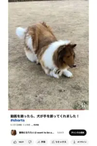 海外で大注目の「犬になった日本人」 本人語る周囲の反応「すれ違う犬