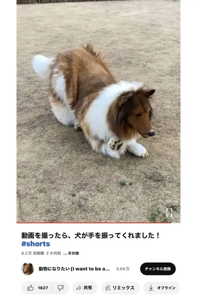 海外で大注目の「犬になった日本人」 本人語る周囲の反応「すれ違う犬