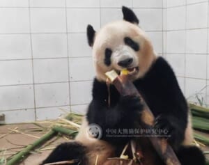 もうすぐシャンシャンに会える!?「そろそろ公開」の情報にパンダファンたちが歓喜の声！