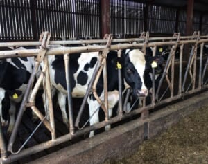 子牛を性的虐待して有罪となった男、裁判所で号泣