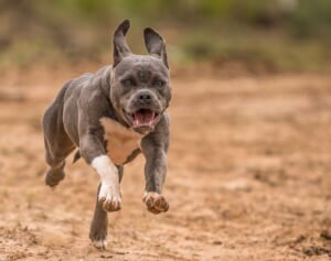 1歳児の首を刺したおば「犬と間違えてやった」