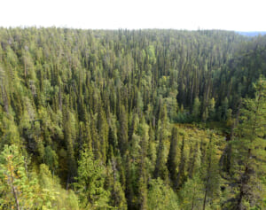 北欧在住の人気漫画家がフィンランドへの“出稼ぎベリー摘み”を紹介→批判殺到で謝罪…一部では劣悪な環境の指摘も