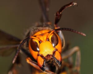 1年で一番凶暴化！ 殺人スズメバチから身を守ってくれるのは白帽子