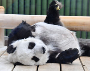 “神戸のお嬢様”タンタンが28歳に！　コロコロ癒しショット