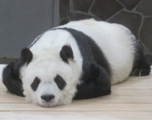 “神戸のお嬢様”タンタン「夫と子が早逝する波瀾万丈人生」