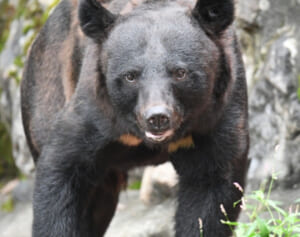 ヒグマ死骸付近で激しく損傷した遺体発見　昨年も老夫婦が頭や腕をかじられ…北海道渡島半島の惨状