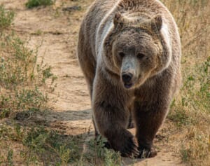 クマに殺された夫婦、襲撃直前に家族へメールしていた