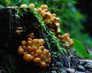 秋の味覚狩りで間違えると嘔吐、錯乱も……すぐそこにある「猛毒キノコ」危機