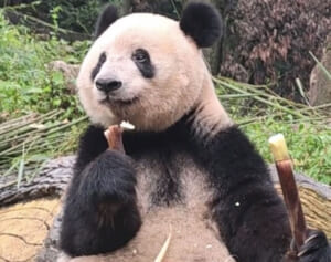 祝・一般公開スタート！シャンシャンのたけのこモグモグショット振り返り