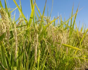 新潟コシヒカリ、あきたこまちの新米が続々等級落ち…値上げ祭りの中、安くて美味しい「二等米」が家計の救世主！