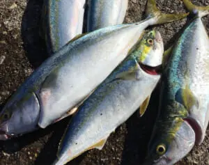 1切れ食べるだけで1食に必要なタンパク質の約2倍…週2回の「ブリ」で認知症予防！