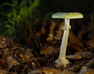 3人がタマゴテングタケで死亡　食事をふるまった女が逮捕