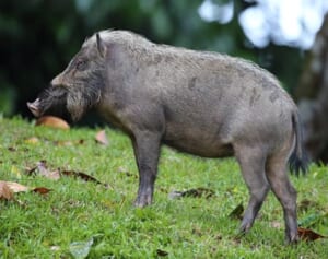 登校中の小学生が大けが、指を噛みちぎるほどの剛力さ…クマ被害の陰で相次ぐ「イノシシの獣害」