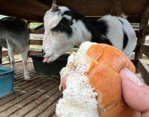 「命を落としてしまうこともある」千葉の動物園が“来園者の身勝手な餌やり”に悲痛喚起