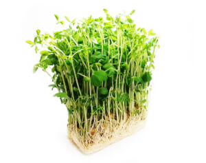 野菜高騰の救世主――“コスパ最強”豆苗が寝たきり防ぐ！