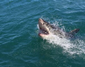 娘を守り盾に……サメに足を食いちぎられた母親が死亡