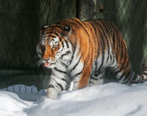 アムールトラに飼い犬を殺された男性、追いかけるも返り討ちに