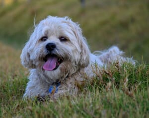 2階から飼い犬を投げ落とした女に実刑判決　動物の飼育も10年禁止に