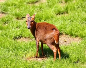 千葉県大量発生のキョン…「害獣＝ジビエ」は日本の食料自給率アップの未来!?