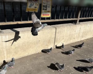 適正数越えで、ハトひき殺しも話題に　禁止ポスターの前でもエサを与え続ける女性の“言い分”