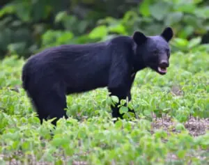 「今年ほどクマ被害が多い年は無い…」専門家警鐘の“異常出没”東京でも油断できない現状