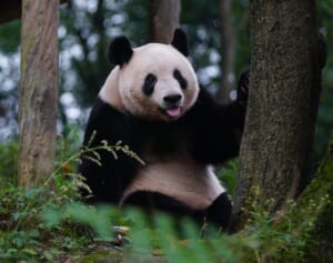 シャンシャンついに公開で日本ファン号泣！中国ファンも急増中