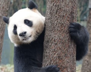 シャンシャンのお婿さん候補3頭を検証。無邪気な同年代、経験豊富な紳士、親切な年下男子……射止めるのは誰？