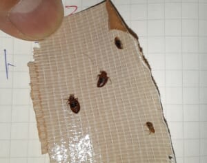 もしトコジラミが家にいたら？ 駆除のプロに聞いた【100均ハエ取り】より効く技3つ