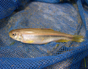 発がん汚染物質“PFAS”が川魚から検出、アサリやタラにも…専門家が食の安全に警鐘