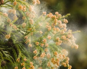 専門医に聞いた“花粉症を楽にする”小技6 「鼻づまり感じたら鼻歌」「薬指の先を揉む」