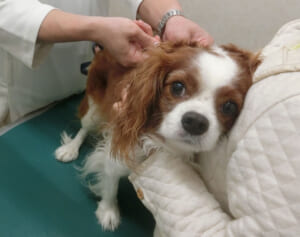 「犬飼う資格なし！」小学生ら噛んだ犬　狂犬病の予防注射なしに悲鳴も氷山の一角…日本の接種率は7割に低下