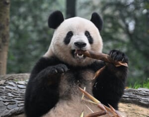 約20万人来場の人気イベント「パンダ春節祭」にパンダ好き記者が潜入