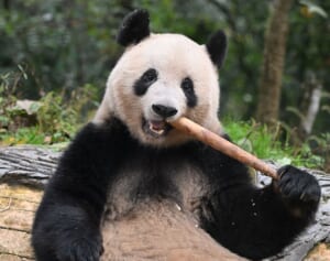 シャンシャン 中国返還から1年！3大カメラマン厳選ベストショット