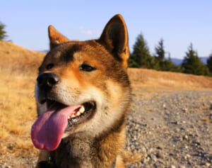 《殺処分するな！》“四国犬12人噛みつき”のX反応に違和感《まず子供の心配だろ》「クマを殺すな」抗議の二の舞も