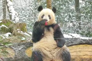 xiangxiang_1_line_Tw-300x200. 
