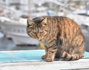 金属工場の“猛毒”六価クロム槽に猫が転落…市役所が明かした「苦情電話の内容」