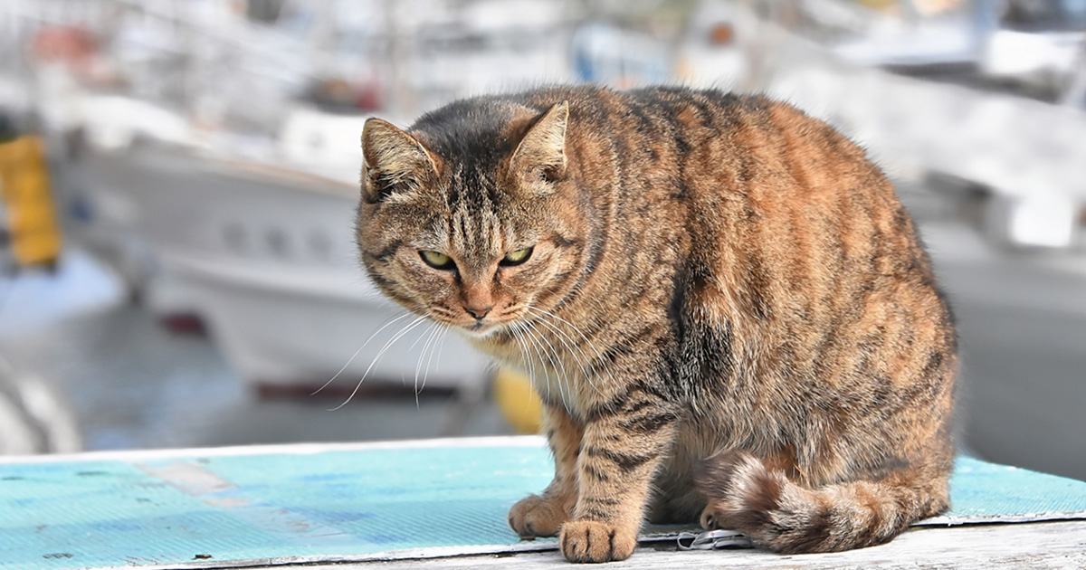 金属工場の“猛毒”六価クロム槽に猫が転落…市役所が明かした「苦情電話