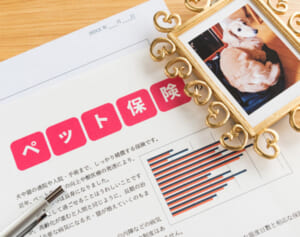 黒船アマゾン参入で業界が激変！保険のプロが選んだ最新「ペット保険」ベスト3