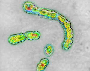 1時間に1cmのスピードで手足が壊死…劇症型溶血性レンサ球菌感染症「人食いバクテリア」で年間死者1000人に！