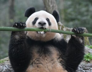 中国でも順調に発情期を迎えています！2024年最新シャンシャン写真集