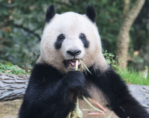 中国に帰ったシャンシャン　観光客の日本語呼びかけに“まさかの反応”でファン感動「めっちゃ泣けた」「愛情注がれてたんやろうな」