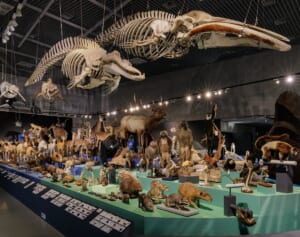 ヒグチユウコなど話題コラボが売り切れ続出！「大哺乳類展3」グッズ大紹介