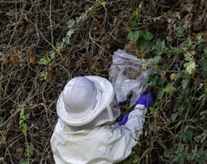 スズメバチ駆除で「150万円」請求の事例も…害虫駆除トラブルが急増中！