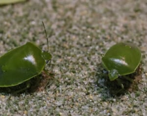 「例年の80倍」カメムシ大量発生中！室内侵入を防げる“意外な方法”