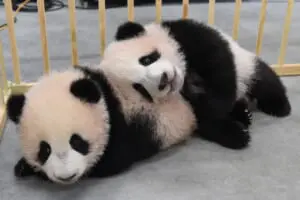 縁起物　シャオシャオ　レイレイ　赤ちゃん　写真　都庁正月報　A4額縁付き shao_rei_1_line_Tw-300x200.jpg