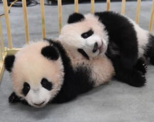 別々の飼育に！ パンダのシャオシャオ＆レイレイの仲良しベストショットアルバム