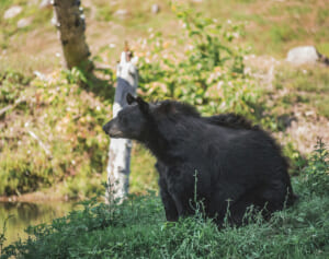 まるでストーカー？　女性につきまとい殺害したクマの執念