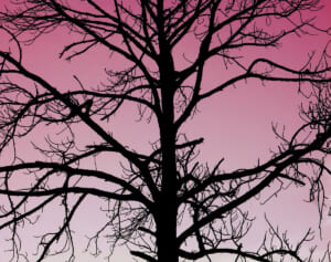 「隣家の木が邪魔で海が見えない」と除草剤を散布、被害が拡大し大規模訴訟へ