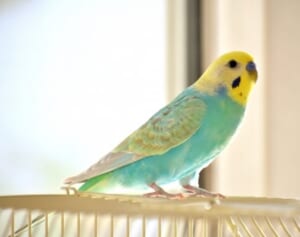 “ゆうパック”でセキセイインコ送られた動物保護団体の投稿にネット仰天…日本郵便が鳴らした警鐘